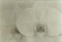 Phalaenopsis