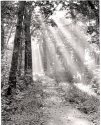 light on the trail