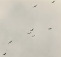 Flight