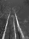 Three Aspens on Pino Trail