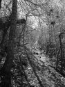 Leaves Falling, Pino Trail