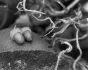 Acorns and Deadwood