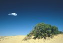 Cloud and Bush cropped