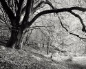 Beech on a bank