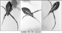 Golden Silk Orb-Weaver