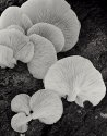 Scallops