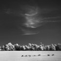 Mares and Foals / Kentucky Springtime Infrared