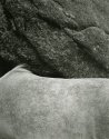 Dartmoor pony