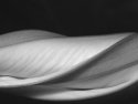 Moonflower