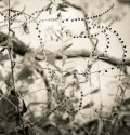 Forest Pearls- Eagle Creek