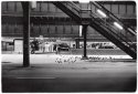 Pigeons