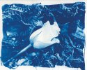 "roses are blue"