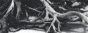 Roots
