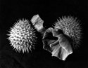 Datura pods
