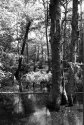 Swamp