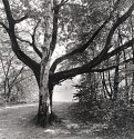 Beech and Aspen