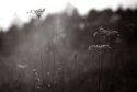 Floral against Sun
