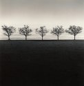 5 Trees Study 2