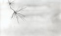 Pine, Marsh, Wind