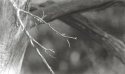 Between the branches