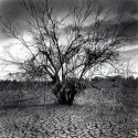 drained_lake_tree