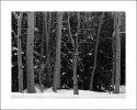 Aspens and Pines