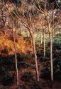 Early morning through the spotted gums.