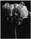 Tulip #1
