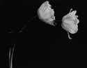 Tulip #2