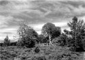 kincraig001