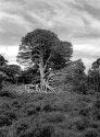 kincraig002