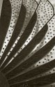 Carnival detail