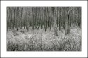 Wetland in Winter Light
