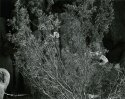 Landers, California, 2006-- CfEVA #3