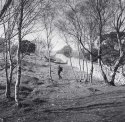 Whitbarrow birches
