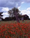Field of poppies #2