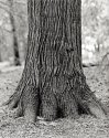 Like the feet of an elephant