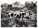 farm project