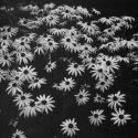 Daisies in Black and White