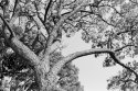 Monterey Pine