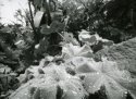 Alchemilla at Dyffryn Fernant