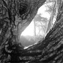 Tree at Holkham, Norfolk, UK.