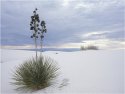 White Sands New Mexico