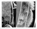 Back Alley Lion