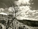 Spring:  Tree, Rock.