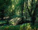 Autumn sun - Mark Ash Wood