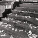 sheard steps