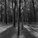 Gebhard Woods #3