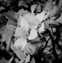 Spring Flower