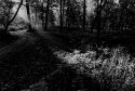 Gebhard Woods #1